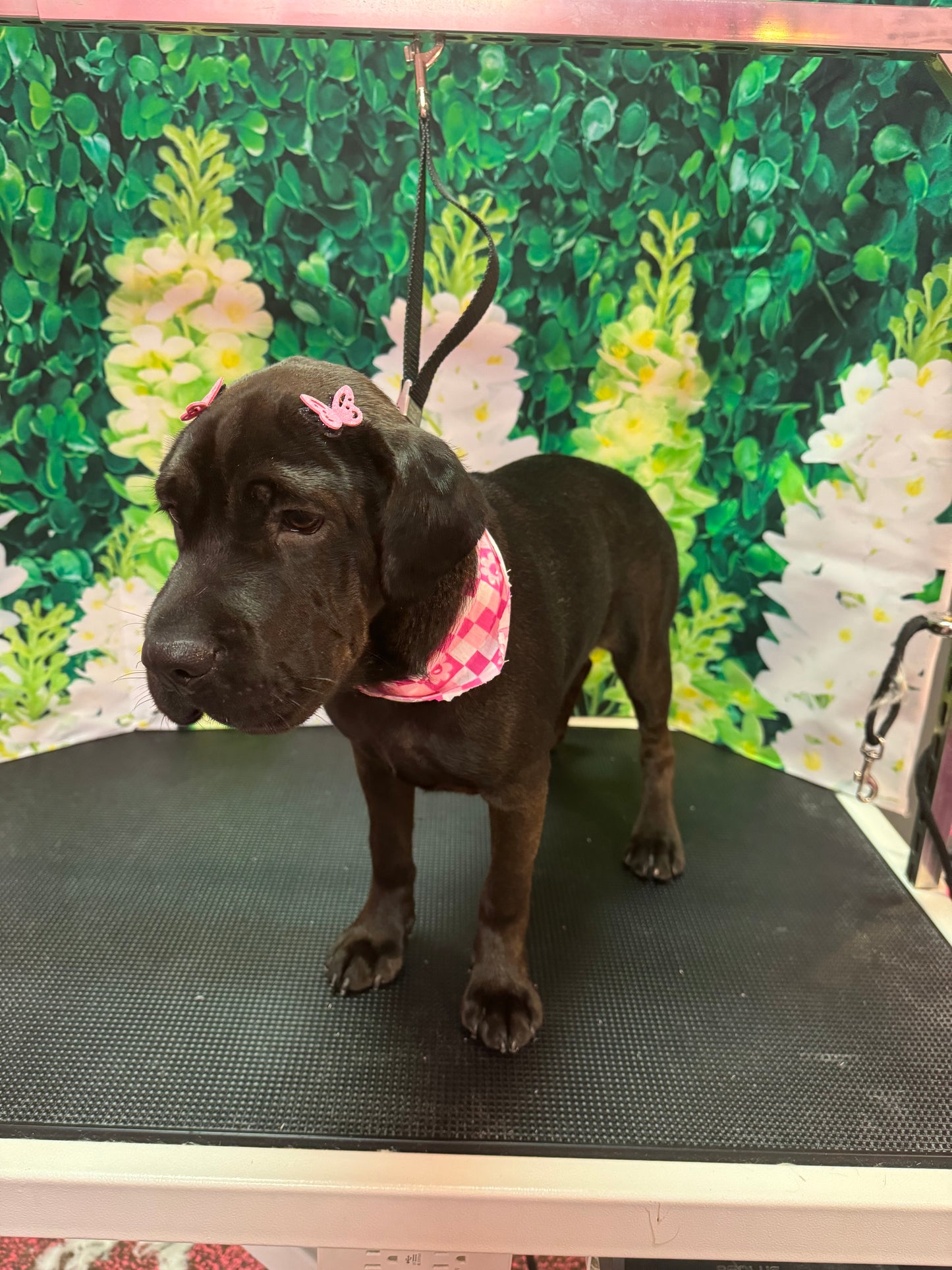 Small Butterfly Sticker